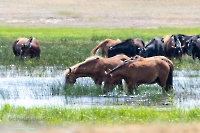 Озеро Коскуль (восточное). Июнь 2025 года