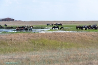 Озеро Коскуль (восточное). Июнь 2025 года