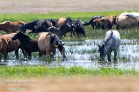 Озеро Коскуль (восточное). Июнь 2025 года