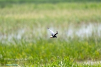 Озеро Коскуль (западное). Июнь 2025 года