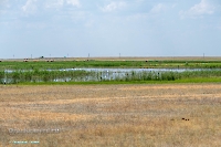 Озеро Коскуль (восточное). Июнь 2025 года
