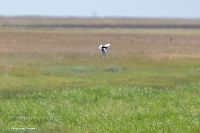 Озеро Коскуль (западное). Июнь 2025 года