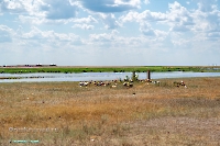 Озеро Коскуль (восточное). Июнь 2025 года