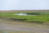 Озеро Коскуль (западное). Июнь 2025 года