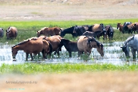 Озеро Коскуль (восточное). Июнь 2025 года