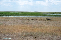 Озеро Коскуль (восточное). Июнь 2025 года