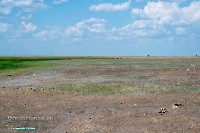 Озеро Коскуль (западное). Июнь 2025 года