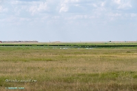 Озеро Коскуль (восточное). Июнь 2025 года