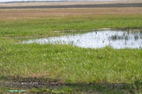 Озеро Коскуль (западное). Июнь 2025 года