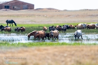 Озеро Коскуль (восточное). Июнь 2025 года