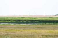 Озеро Коскуль (восточное). Июнь 2025 года