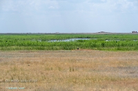 Озеро Коскуль (восточное). Июнь 2025 года