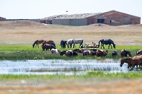 Озеро Коскуль (восточное). Июнь 2025 года