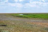 Озеро Коскуль (западное). Июнь 2025 года