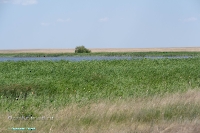 Верхнетущесайский пруд. Июнь 2025 год