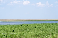 Верхнетущесайский пруд. Июнь 2025 год