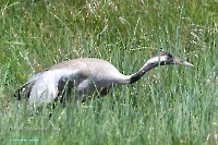 Верхнетущесайский пруд. Июнь 2025 год