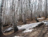 Каргалинско-Самарские сыртовые колки