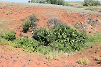 Кладбище псевдокрокодилов