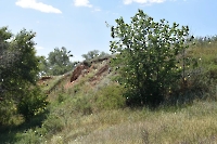 Кладбище псевдокрокодилов