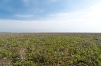 Орь-Кумакская степь