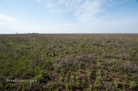 Орь-Кумакская степь