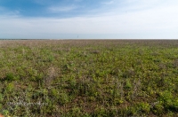 Орь-Кумакская степь