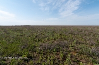 Орь-Кумакская степь