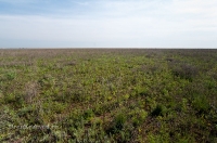 Орь-Кумакская степь