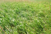 Урочище Артыкколь