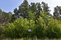 Лесопосадки А.Н. Карамзина