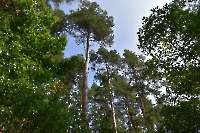 Лесопосадки А.Н. Карамзина