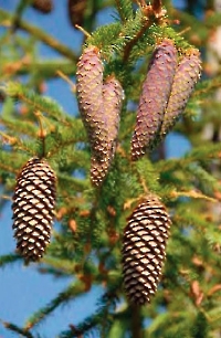 Малокинельские яры с сосновым редколесьем