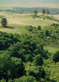 Малокинельские яры с сосновым редколесьем