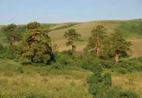 Малокинельские яры с сосновым редколесьем