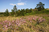 Малокинельские яры с сосновым редколесьем