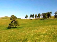 Петровские одиночные сосны