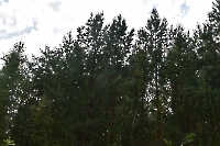 Большесурметские культуры лиственницы