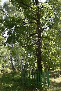 Сарманайская чернокорая береза