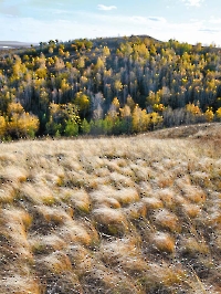 Новосергиевский район
