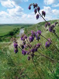 Роптанская красная круча