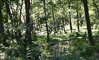 Мрясовский липовый лес