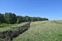 Шулаевские леса