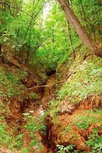 Овраг Липуша