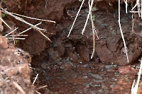 Родник Первый Елховый