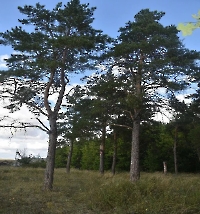 Ермаковский лесопарк (парк усадьбы Гинтера)