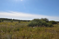 Моховое, Лебяжье и Кочкарное болота