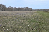 Голубовские лесные колки