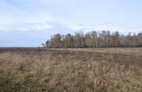 Голубовские лесные колки