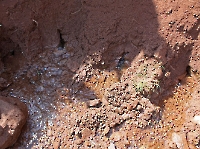 Барчукский родник